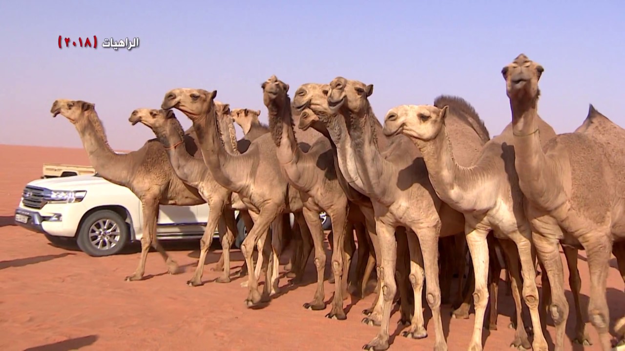 منقية محمد بن فهد الدرناح