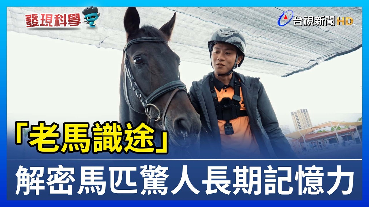 「老馬識途」 解密馬匹驚人長期記憶力【發現科學】