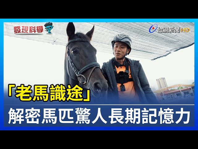 「老馬識途」 解密馬匹驚人長期記憶力【發現科學】