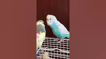 Parakeet Sound L تغريد البادجي L Budgie Talking 