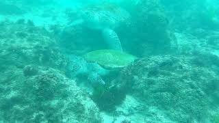2 Tortues