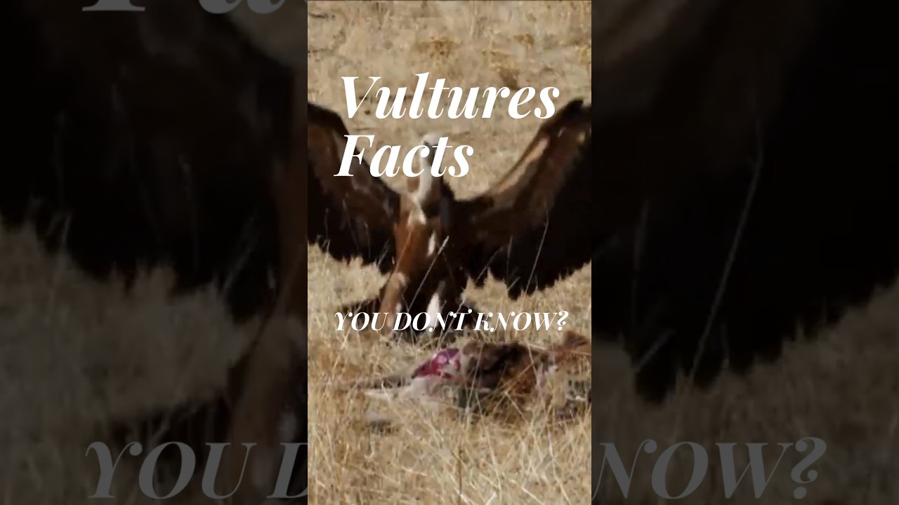 "Discovering Nature's Clean-up Crew: Fascinating Vulture Facts!"  