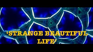 ‘Strange Beautiful Life’ original guitar music