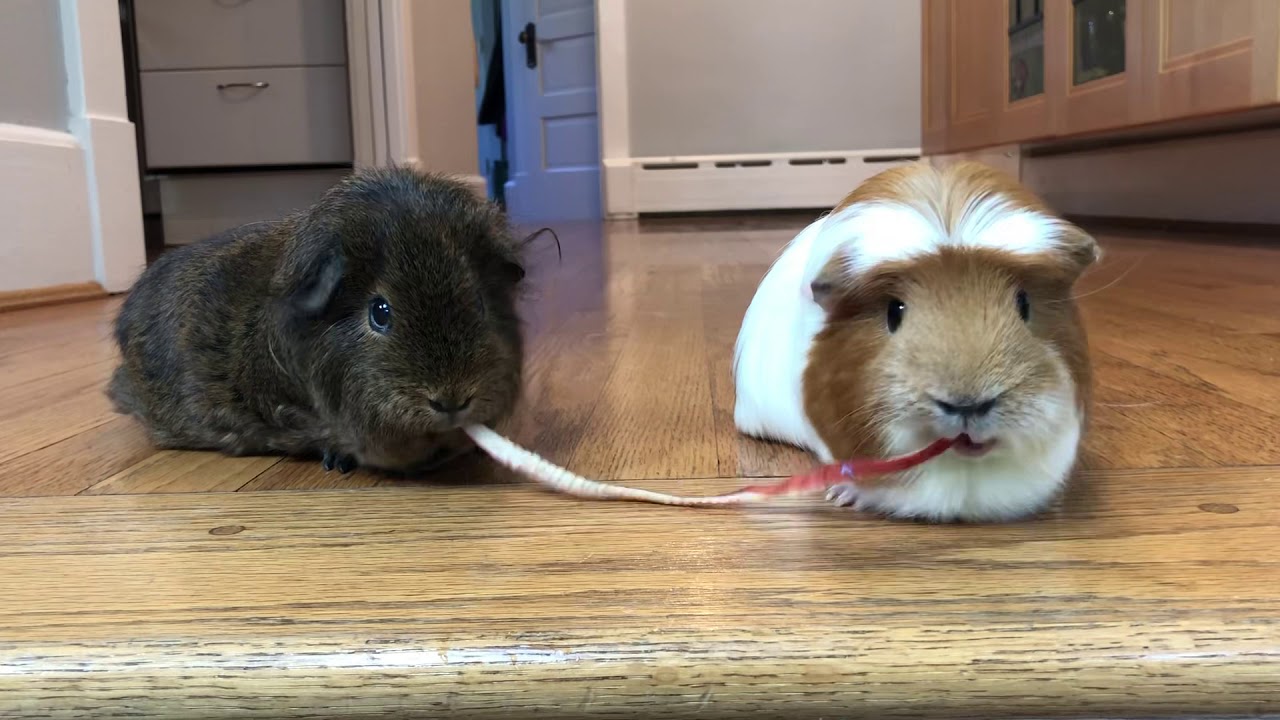Guinea Pigs Apple Peel TugofWar YouTube