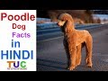 POODLE Dog  | Dog Facts | Popular Dogs | The Ultimate Channel の動画、YouTube動画。