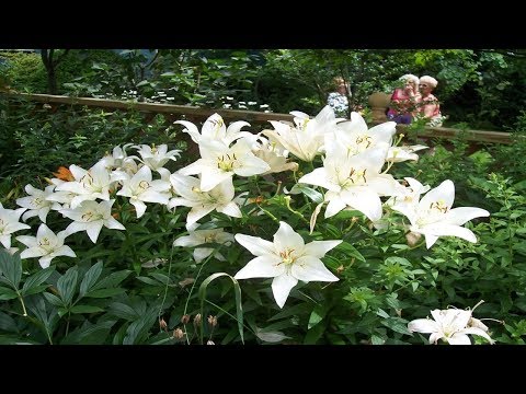 Video: Propósito Medicinal De Azucena