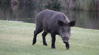 Wild Boar (Jabalí) in Mijas on the Golf Course | Malaga | España