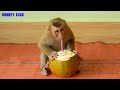 Amazing Monkey | Smart Monkey Kako Drink And Eat Coconut Fruit