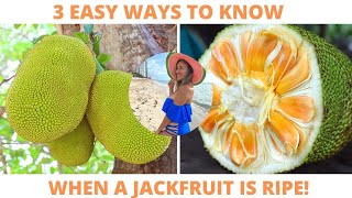 How To Truly Know When A Jackfruit Is Ripe & Ready To Eat!