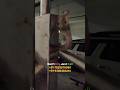 Baby Cobra on the staircase railings in the Apartment. #cobra #snakebite #viralvideo #trending #big4