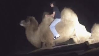 Drunk Man Rides A Camel At A Safari