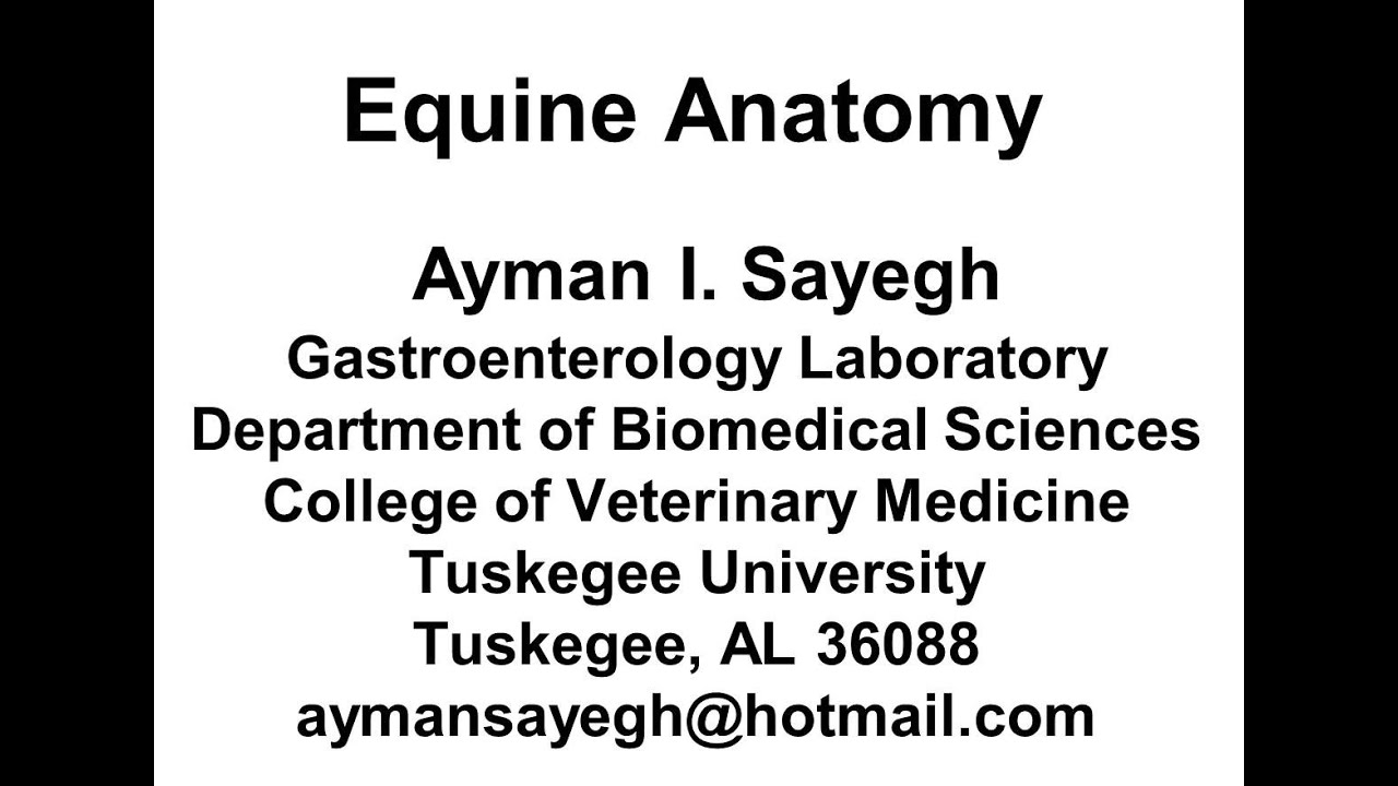 Equine Anatomy The Equine Abdomen 6 YouTube