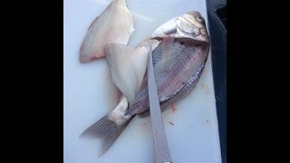 HOW TO FILLET A SURF PERCH