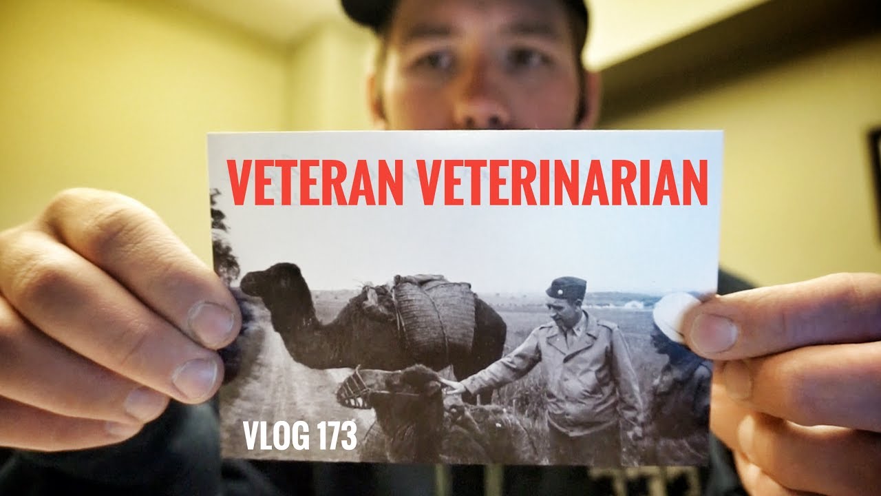 VETERAN VETERINARIAN: Memorial Day Vlog and a horse abscess!
