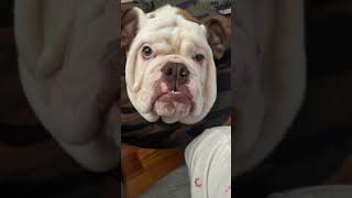English Bulldog(Zeus) crying after getting neutered English Bulldog(Zeus) crying after getting neutered