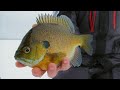 Ice Fishing for Clear Water Bluegills with Big Jigging Spoons | S14 E15