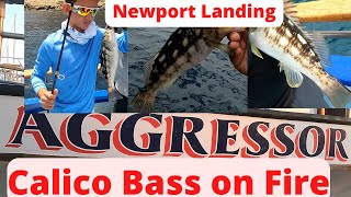 Newport Landing Davey's Locker 3/4 Day Aggressor Fishing Trip Yellowtail Bluefin, Dorado Calico Cuda