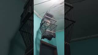 Download Lagu BURGER GACOR#shorts #ysalbenkicaumania MP3