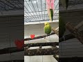 Тюка ❤️ Мой волнистый попугайчик