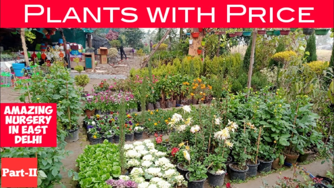 Nursery Tour PartII Amazing Nursery in East Delhi Plants with Price
