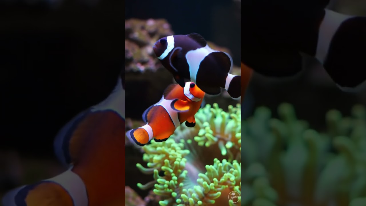 The Perfect Pair! 🧡🖤 Orange & Black Clownfish Friends