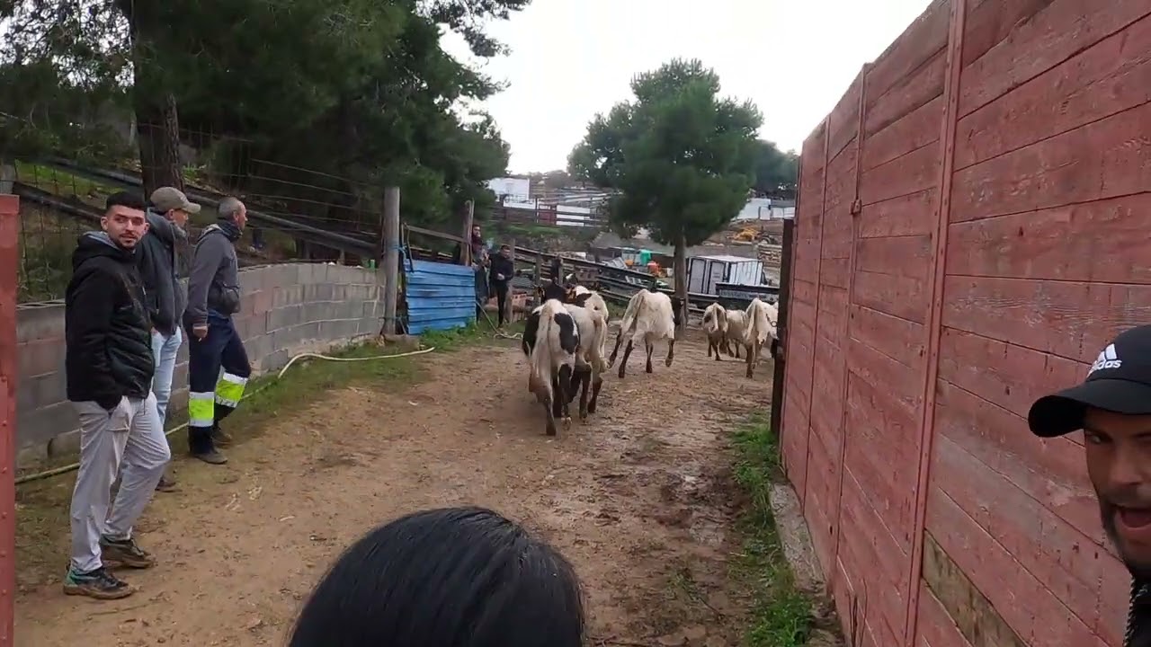 👏👏futura manada de mansos g. el saliner