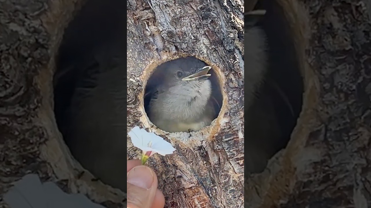 Fly Catcher Baby Waiting For Food 