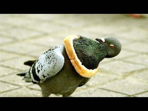 Funny BIRDS will make you LAUGH YOUR HEAD OFF