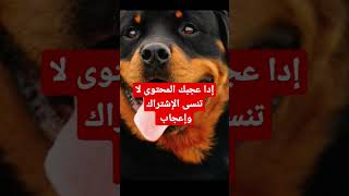 أفضل الكلاب في العالم  dog shorts doglover top10 dogsoftiktok usanewstoday روتيني_اليومي