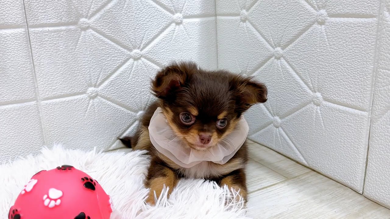 197854チワワ - YouTube