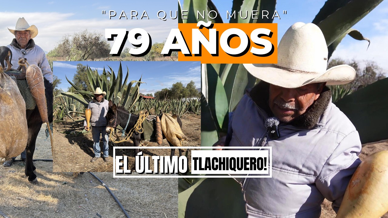 EL ANCIANO QUE SE NIEGA a dejar morir el pulque sale con su burro al rescate de la bebida milenaria