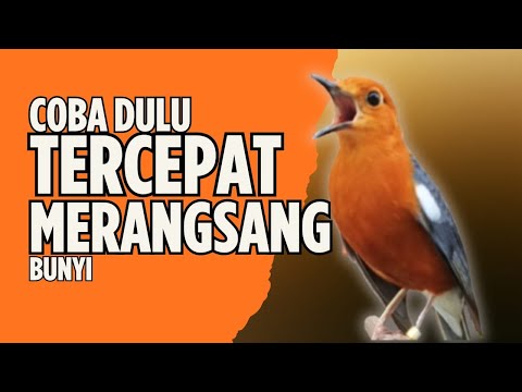 Pancingan Anis Merah Teler Sekali #AnisMerahOfficial