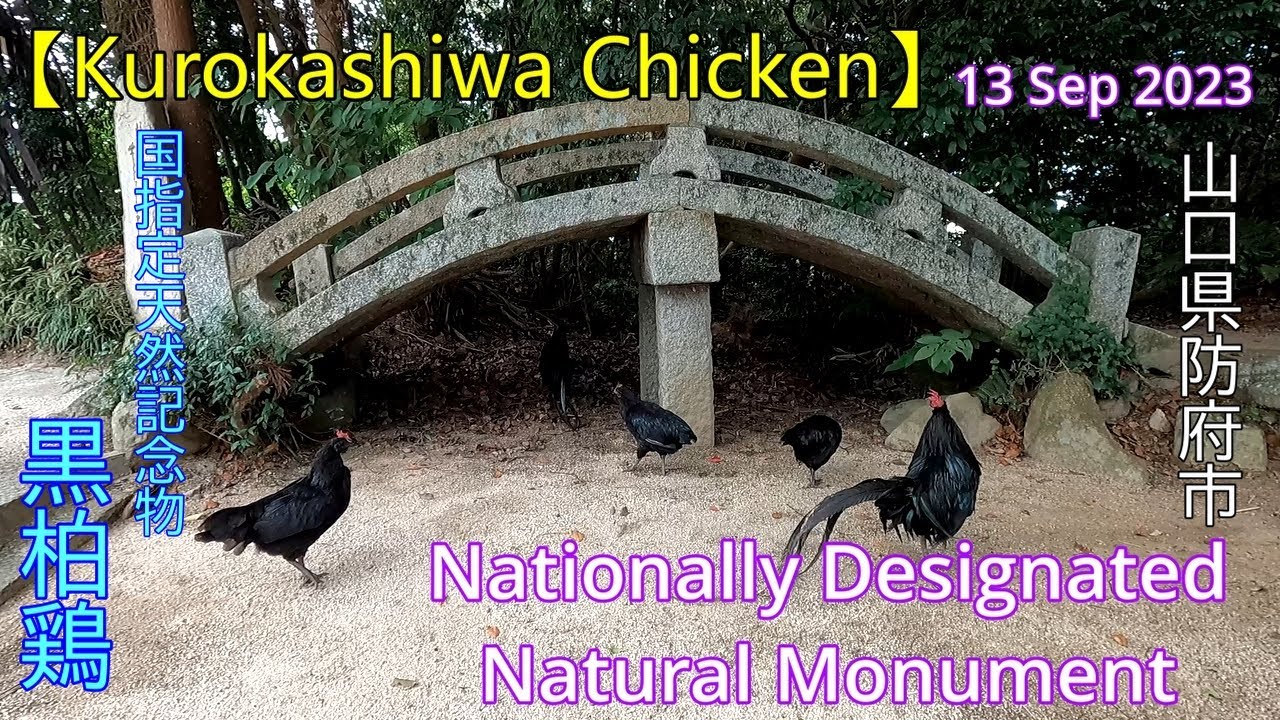 Птица-памятник природы【Цыпленок Курокашива】Город Хофу Преф.Ямагути. 09.13.2023