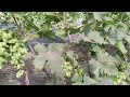 Виноград Невеста