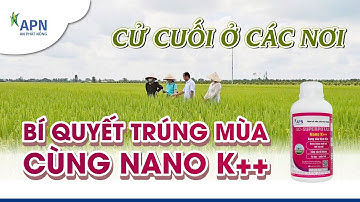 APN - CỬ PHUN CUỐI Ở CÁC NƠI, BÍ QUYẾT TRÚNG MÙA CÙNG NANO K++, NĂNG SUẤT TỐI ĐA