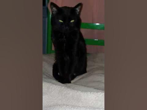 🐈‍⬛подарок небес!😇 #любимые питомцы ️ #котики #радость - YouTube