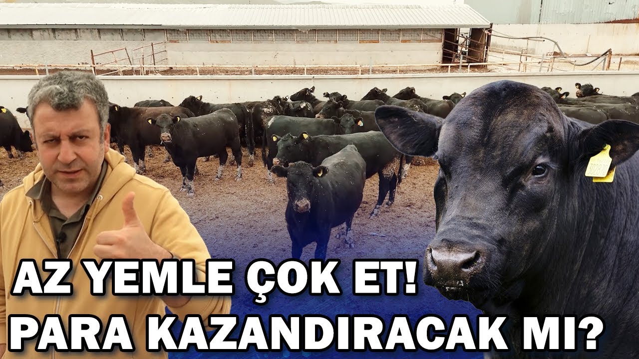 Yemi Ete Çeviren Angus! Gebe Düveler Geldi Para Kazandıracak Mı? / Verimli Çiftlikler