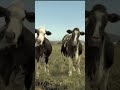 Dancing Cows Breaks The Internet You Won T Believe These Moves DancingCow FunnyAnimals Viral 