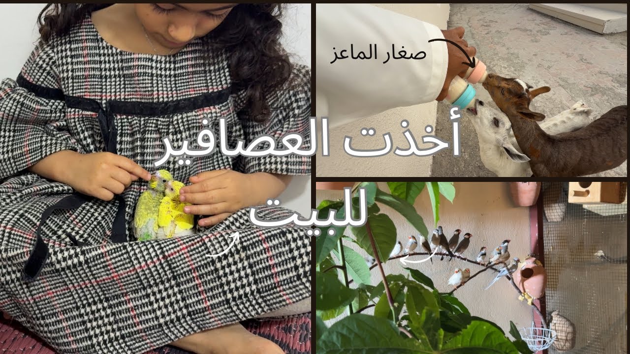 أنقذت عصفورين و عالجت الماعز 