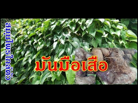 วีดีโอ: เถ้าสีม่วงโตเร็วแค่ไหน?