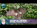 Fascinating Entopia, World of Butterflies, Insects Reptiles and More, Part Two