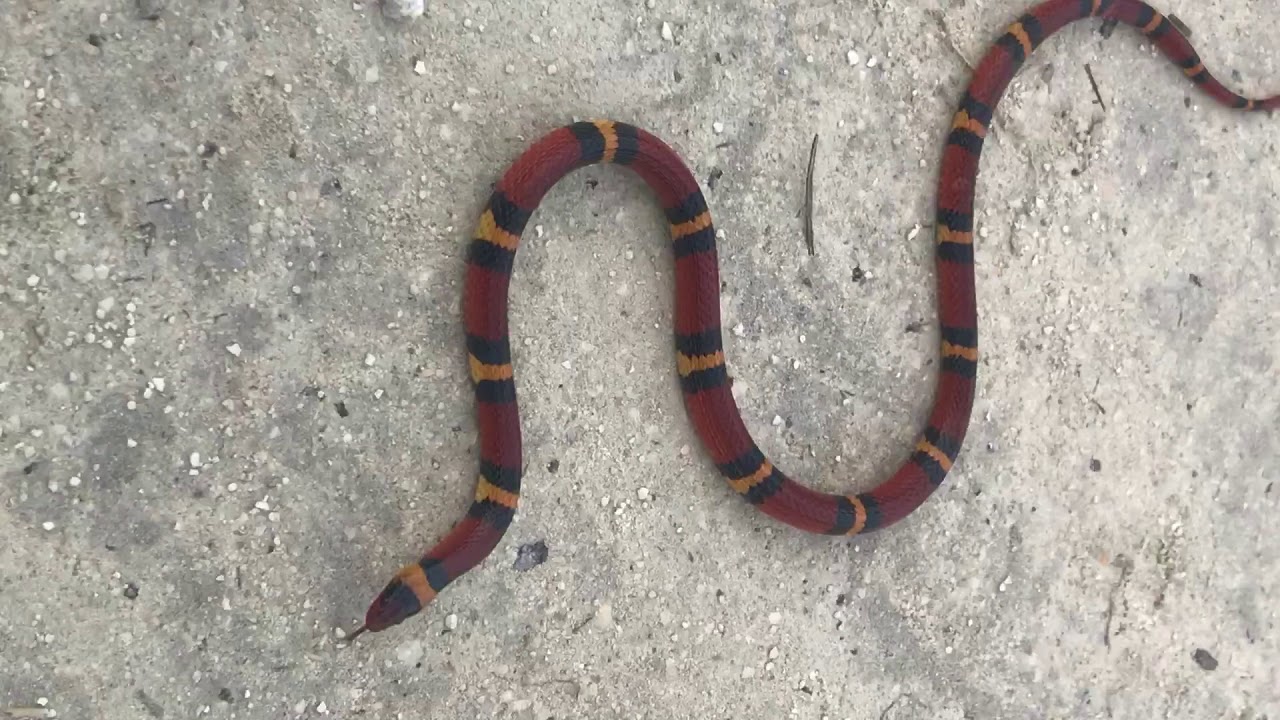 video phone beyonce mp3 Scarlet Kingsnake from Florida