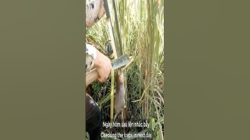 Bẫy Chuột Rừng l Rat Trap #Shorts