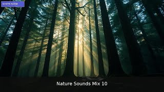 🌲 Tranquil Harmony: Immersive Forest Meditation Sounds | 1 Hour Forest Meditation Mix
