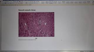 ACC Biol2404 IntroA&P Lab9 Muscle I Instructions