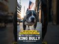American Bully: USA's Trending Muscle Dog! Loyal Giant or Family Sweetheart? 🐶💪