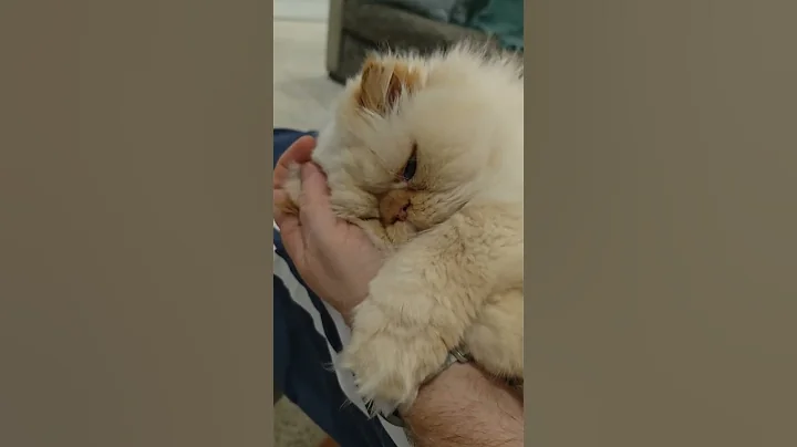 Video 5436471: sweet himalayan persian cat, persiancat cat cutecat funnycat, cat persiancat cutecat pets, funnycat pets catlover persiancat, catlover persiancat himalayancat