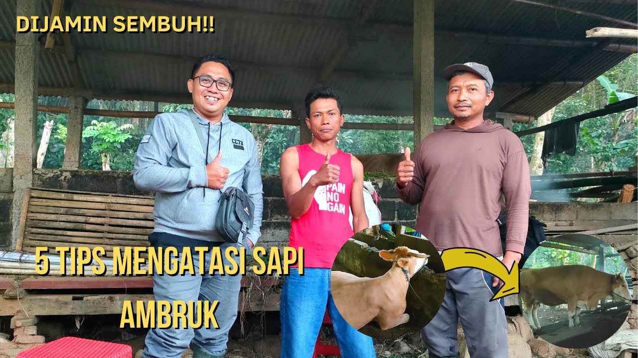 5 Tips Mengatasi Sapi Ambruk, MANJUR DAN BERHASIL