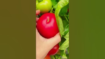 Ide cerdas petani panen buah tomat super unik sangat memuaskan #shorts