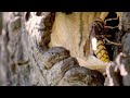 Hornet Winter Survival Strategies